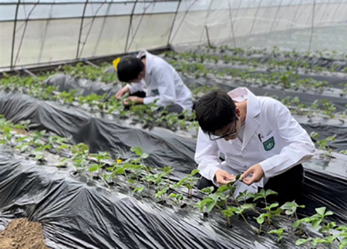 应用昆虫团队赴顺义区山蜂科技开展草莓害虫生态防治技术指导
