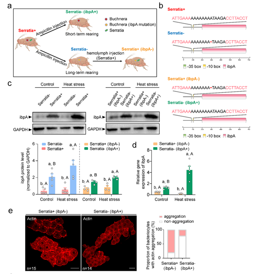 PNAS | 中科院动物所孙玉诚团队发现蚜虫种群的高温耐受力依赖于共生菌之间的协作