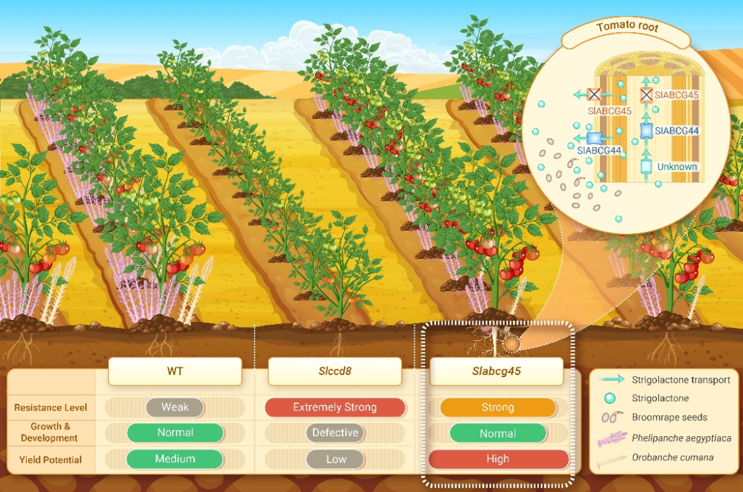 The Innovation | 破解列当寄生病害的分子密钥：番茄独脚金内酯转运基因的鉴定和精准编辑