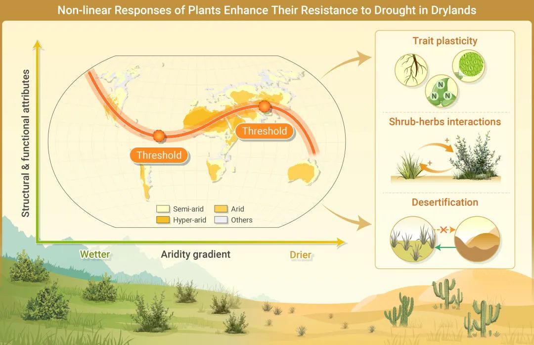 The Innovation Geoscience | 干旱区植物新发现：非线性响应增强其抗旱性