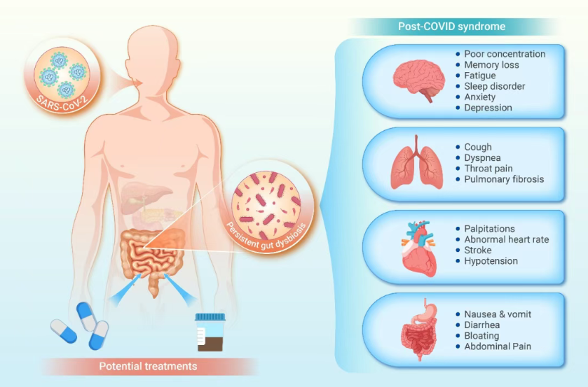 The Innovation Medicine | 肠道微生物群对新冠后综合症的影响：病理机制探索与潜在治疗方法