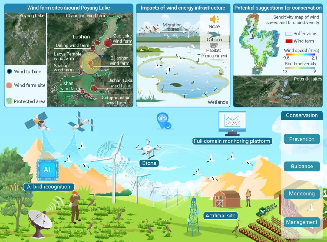 The Innovation Geoscience | 风能基础设施的快速发展威胁鸟类迁徙