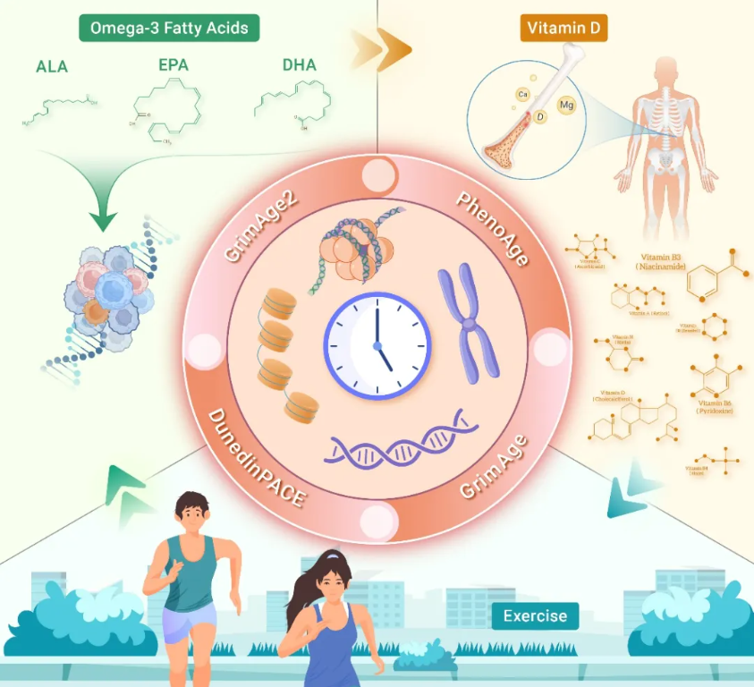 The Innovation Medicine | 生活方式干预：解锁延缓生物衰老的“密码”