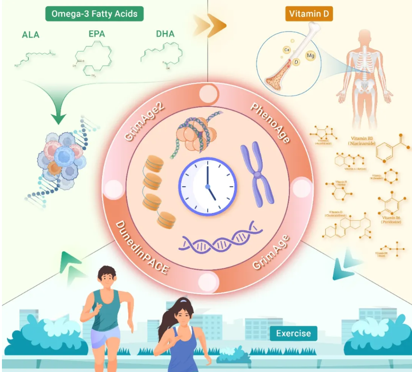 The Innovation Medicine | 生活方式干预：解锁延缓生物衰老的“密码”