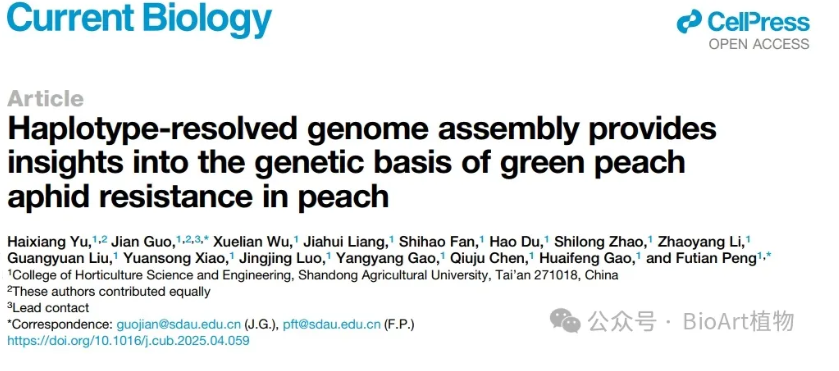 Current Biology | 山东农业大学彭福田团队破解桃树蚜虫防御之谜