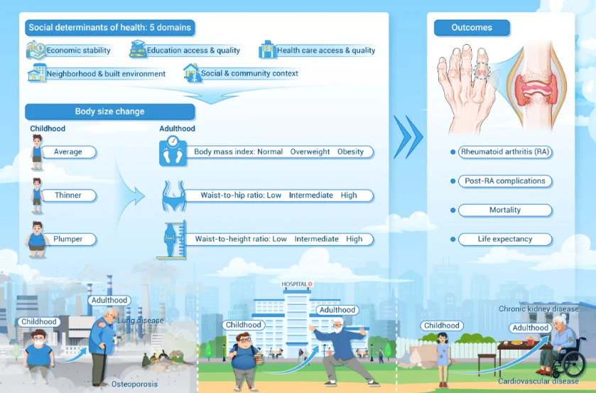 The Innovation Medicine | 双重解码：不良体型变化与社会决定因素如何协同引爆类风湿性关节炎