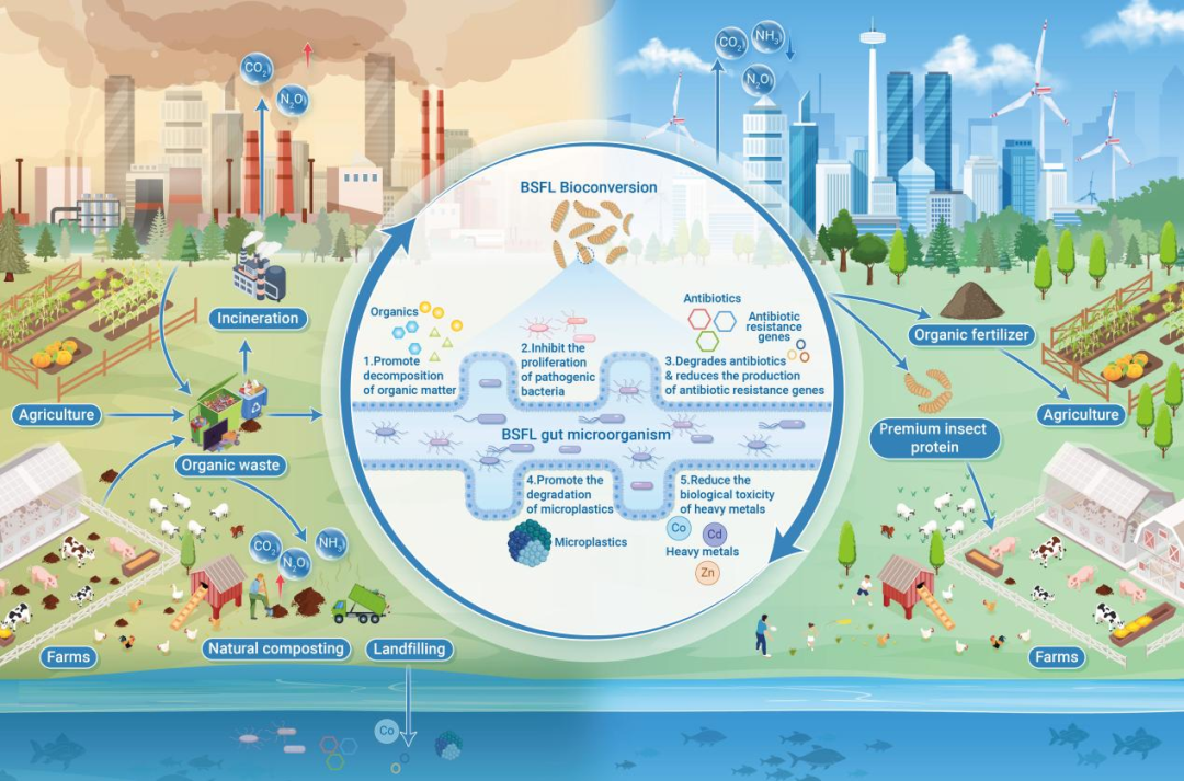 The Innovation Life | 变废为宝：资源化明星黑水虻幼虫肠道菌群的功能机制探析