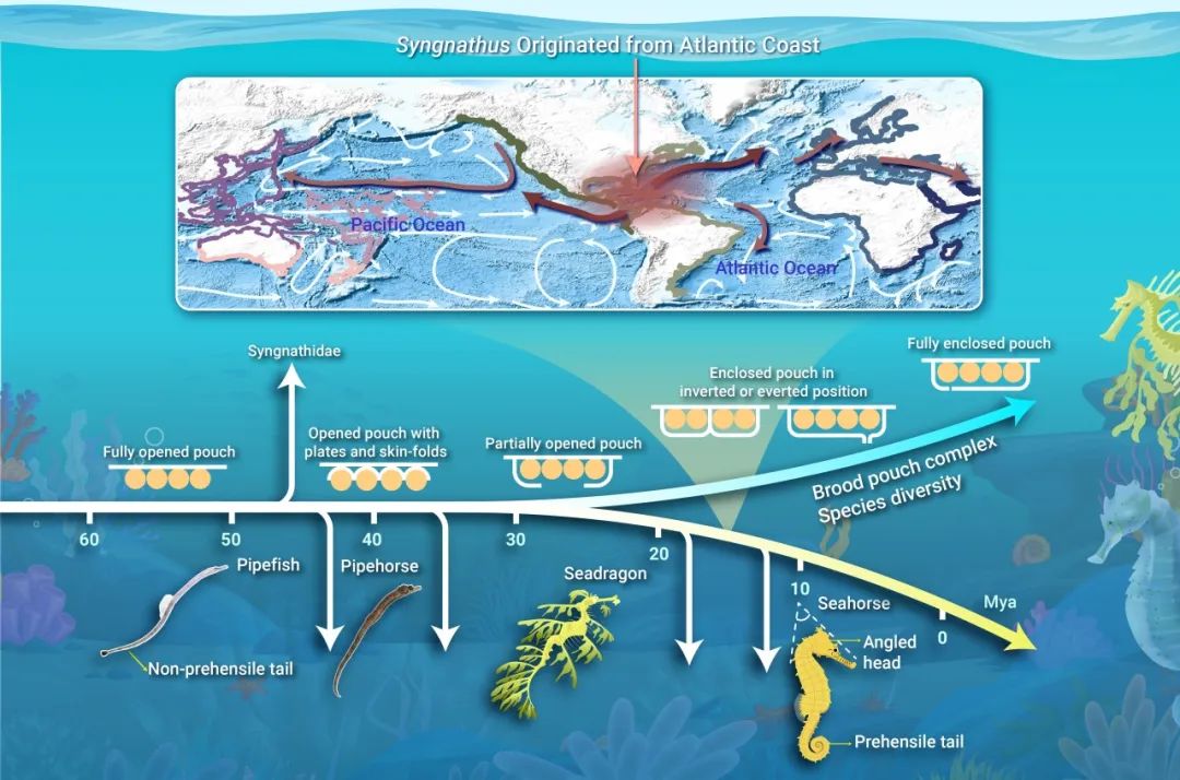 The Innovation Geoscience | 解码海龙科物种全球扩散与性状创新演化