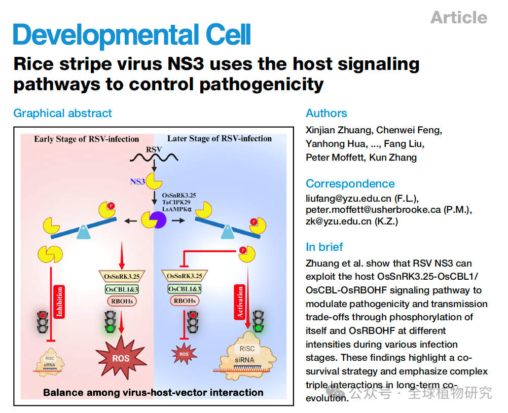 Developmental Cell-扬州大学张坤副和刘芳团队发表水稻条纹病毒最新研究进展