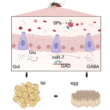 Cell Reports-东南大学凌琳教授课题组发表埃及伊蚊最新研究成果
