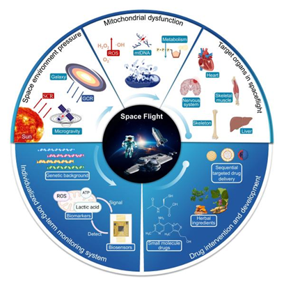 The Innovation Life | 太空中的健康枢纽：长期航天任务中的线粒体保护