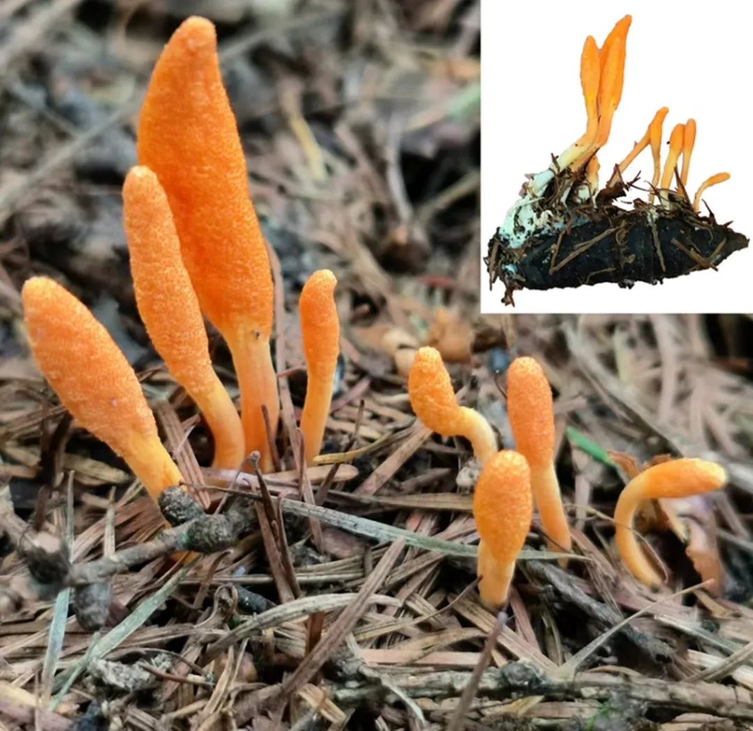 CB-王成树研究组揭示虫草菌感染家蚕幼虫促进其取食而利于自身生长的现象与机理
