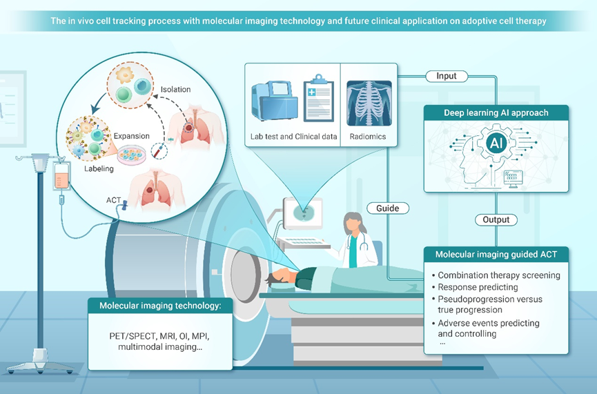 The Innovation Medicine | 分子成像的细胞示踪技术：解锁细胞治疗的奥秘