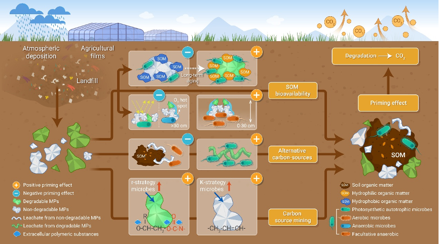 The Innovation | 塑料入侵土壤：微生物的碳利用策略如何改变土壤呼吸？