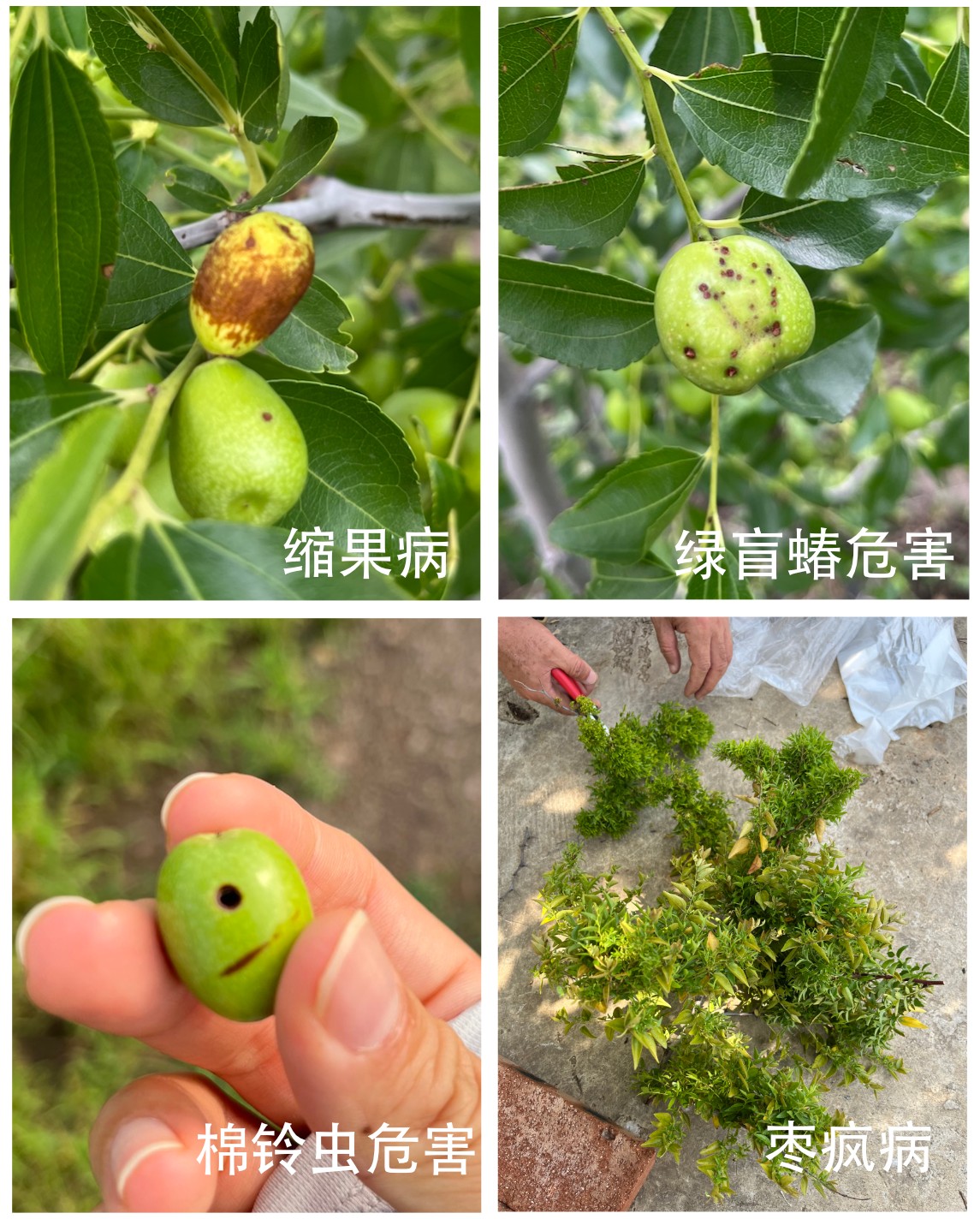 山东省费县开展枣树病虫害调研