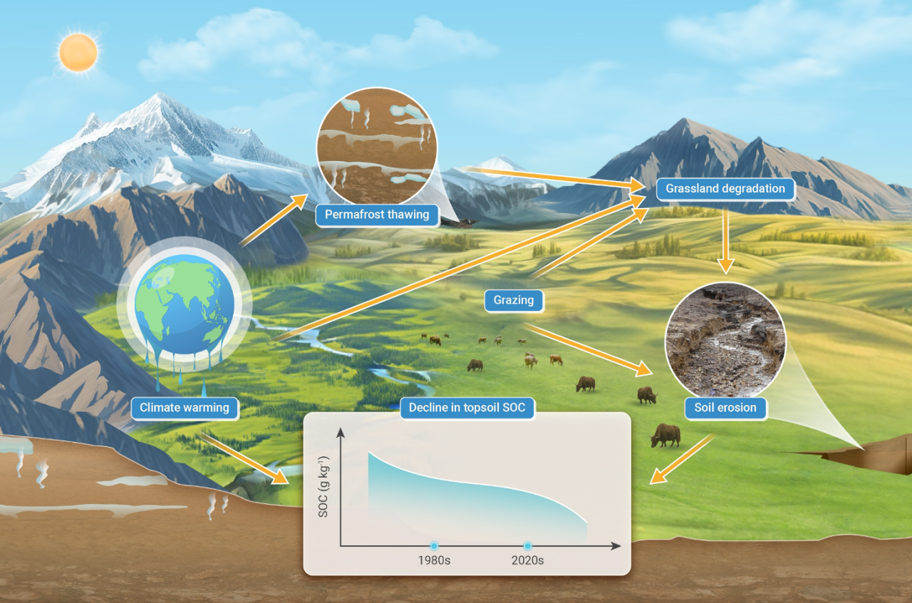 The Innovation Geoscience | 高原土壤碳的“隐形流失”：青藏高原40年再采样揭示气候变暖与侵蚀双重威胁
