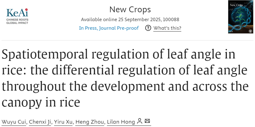 New Crops | 浙江大学洪丽兰团队系统综述水稻叶夹角时空调控机制，为“智慧冠层”育种提供新视角