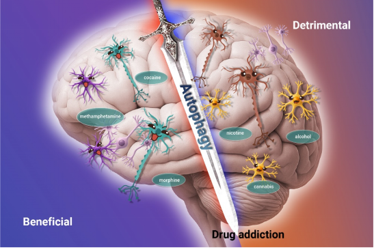 The Innovation Life | 自噬：毒品成瘾背后的“细胞暗战”