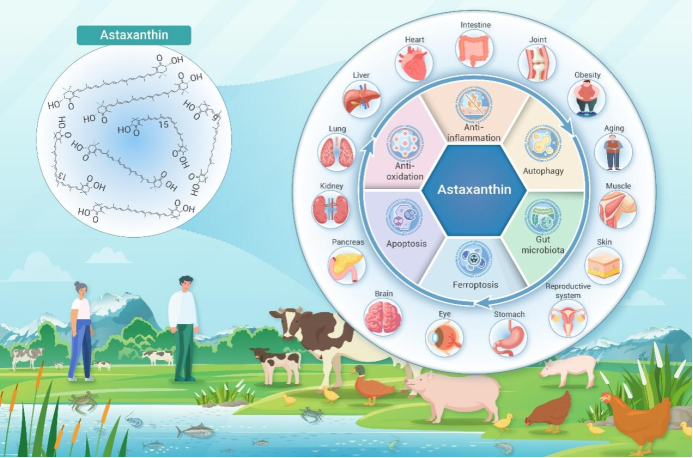 The Innovation Life | 虾青素的代谢调控：从分子机制到应用潜力