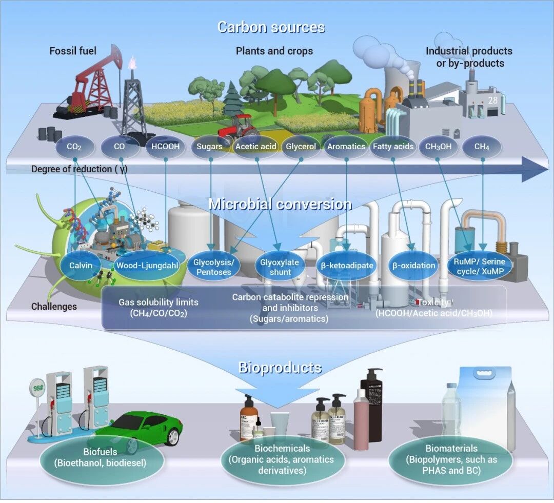 The Innovation Life | “碳”源点金术：精准“投喂”微生物，铸就绿色生物制造