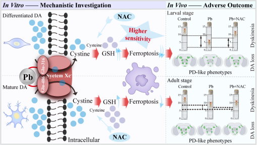 EST-康乐院士团队重要发现：铅暴露通过“铁死亡”杀伤多巴胺能神经元，助推帕金森病发生！
