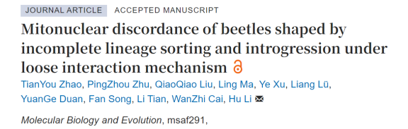 Mol Biol Evol | 中国农业大学彩万志/李虎团队揭示了甲虫核基因与线粒体基因不一致现象的演化过程