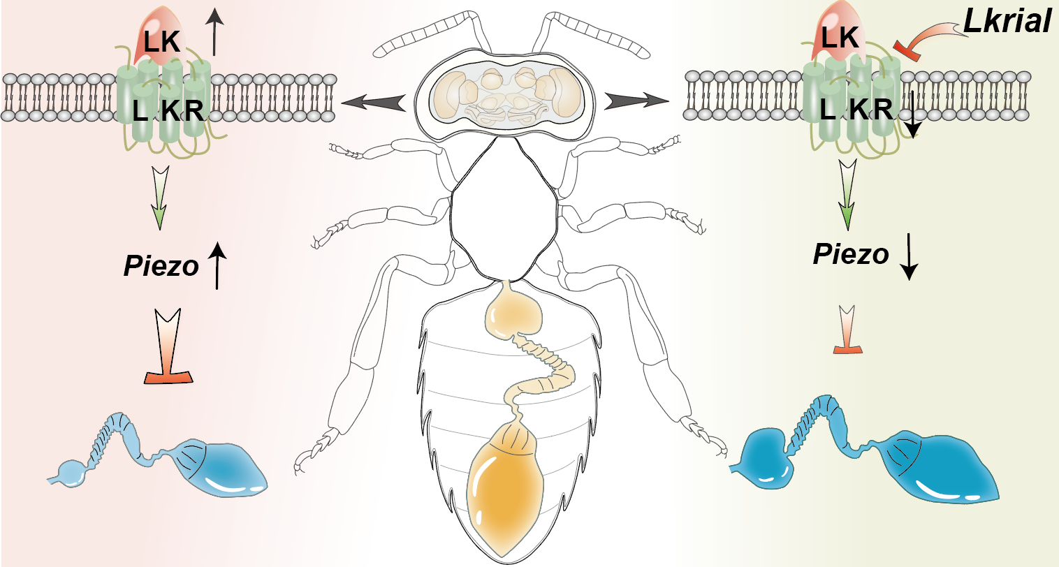 IBMB-中国农业大学周欣/罗诗琦团队揭示神经肽通过影响机械力受体调节东方蜜蜂的摄食