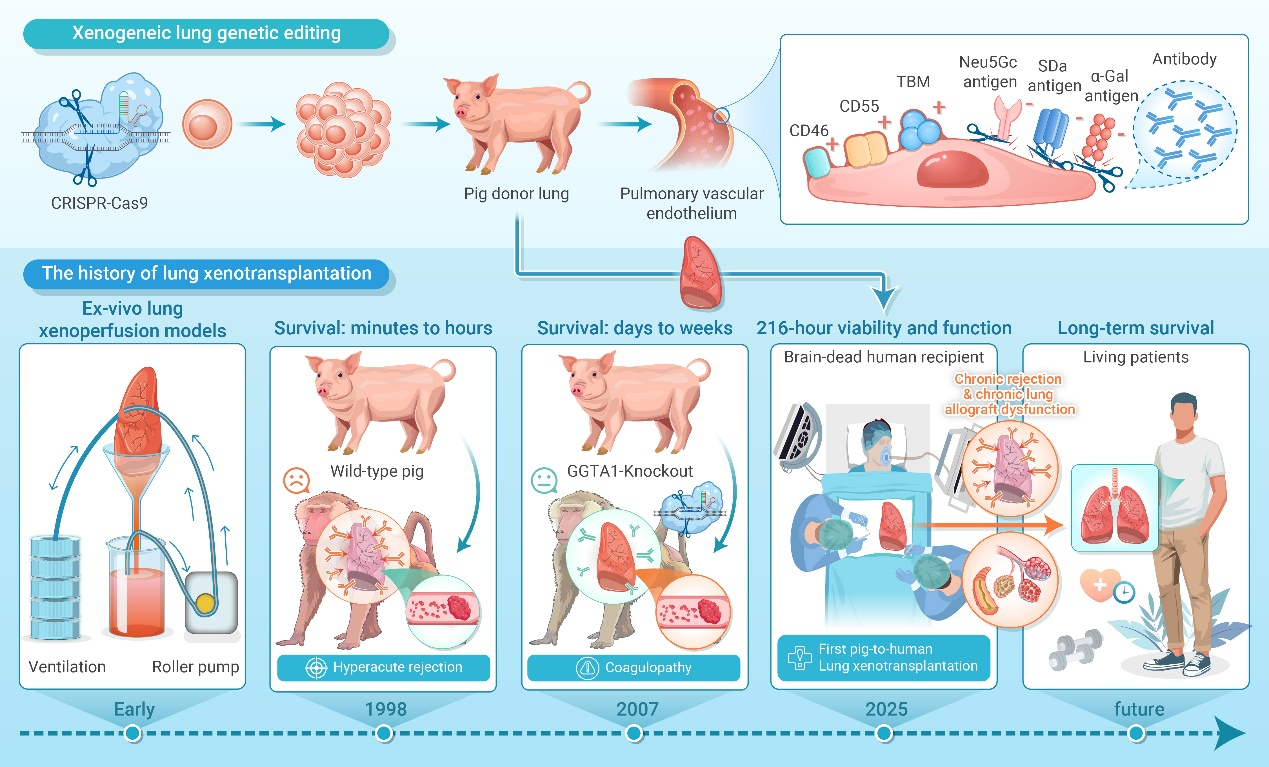 The Innovation Medicine | 猪肺成功移植到脑死亡患者体内，功能维持216小时！终末期肺病迎来曙光？