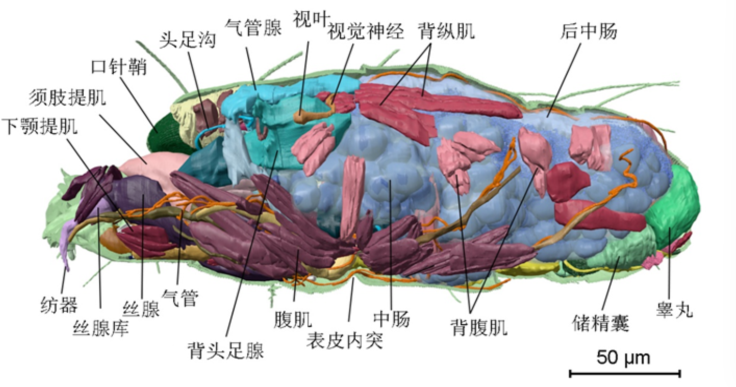 Fundamental Research-浙江大学等团队合作构建二斑叶螨纳米级“解剖图谱”，揭示微型节肢动物结构适应的生存策略